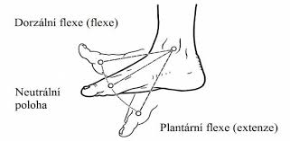Plantární flexe