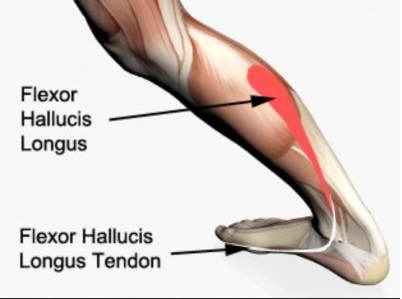 Flexor hallucis longus