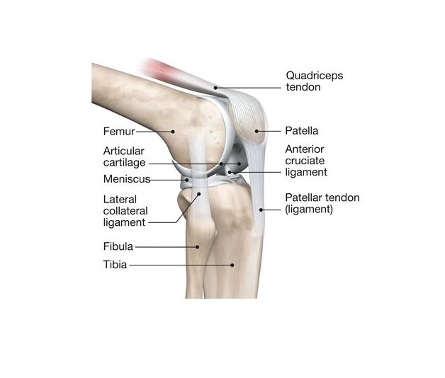 Co to je femolární kloubní chrupavka?