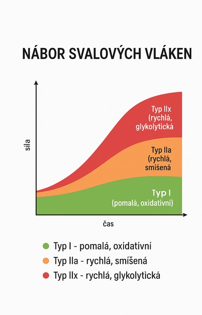 Jak to je při fyzické aktivitě se zapojováním svalových vláken v rámci jednoho svalu??