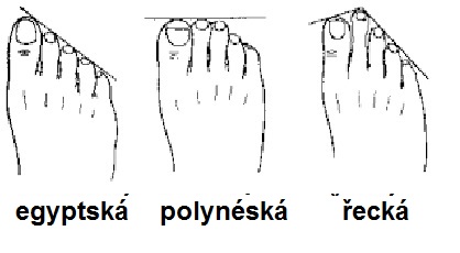 Antropometrická typologie nohy 