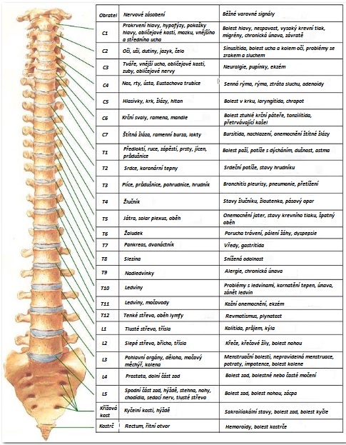 Páteř a na co ukazuje