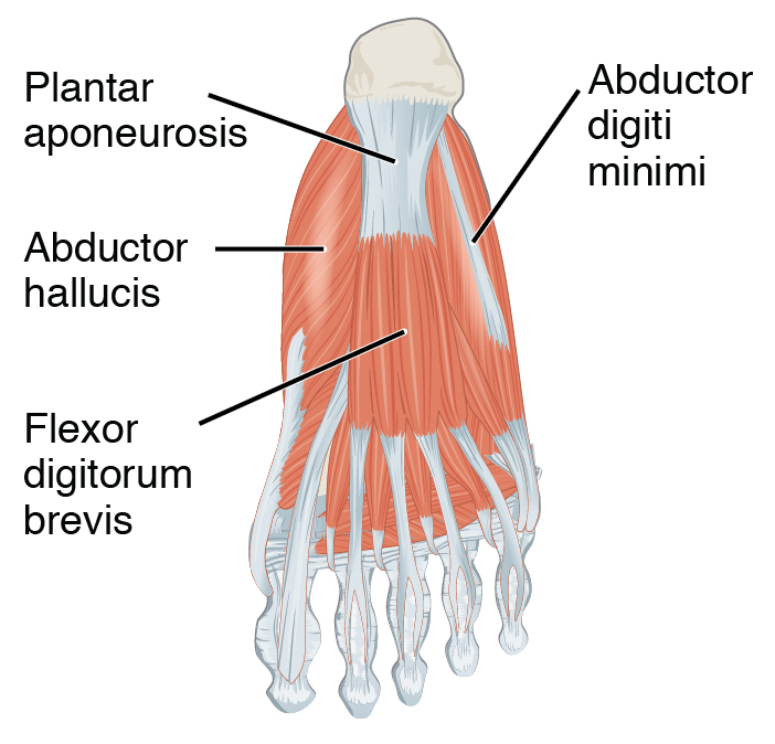 1124_Intrinsic_Muscles_of_the_Foot_b