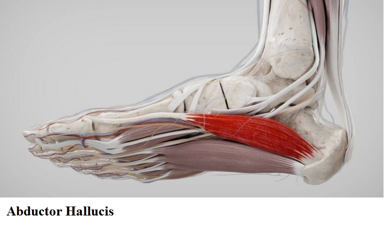 Abductor_hallucis