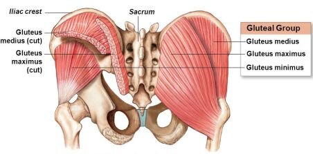 Gluteal_Muscle