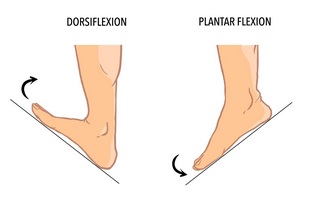 flexedors