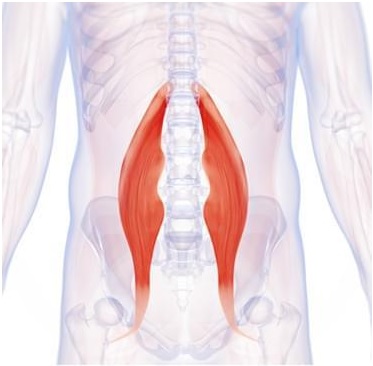 psoas