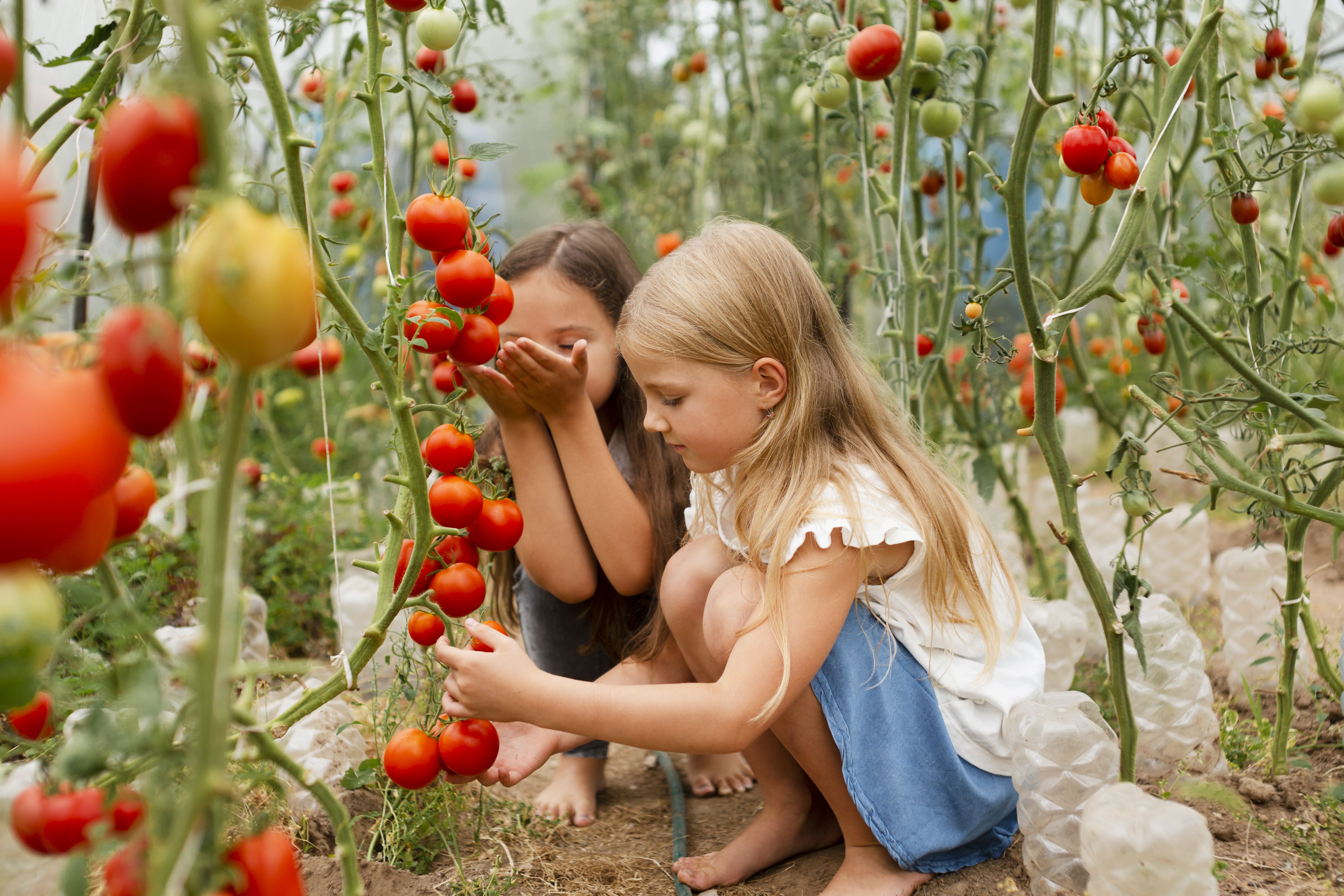 full-shot-kids-picking-tomatoes