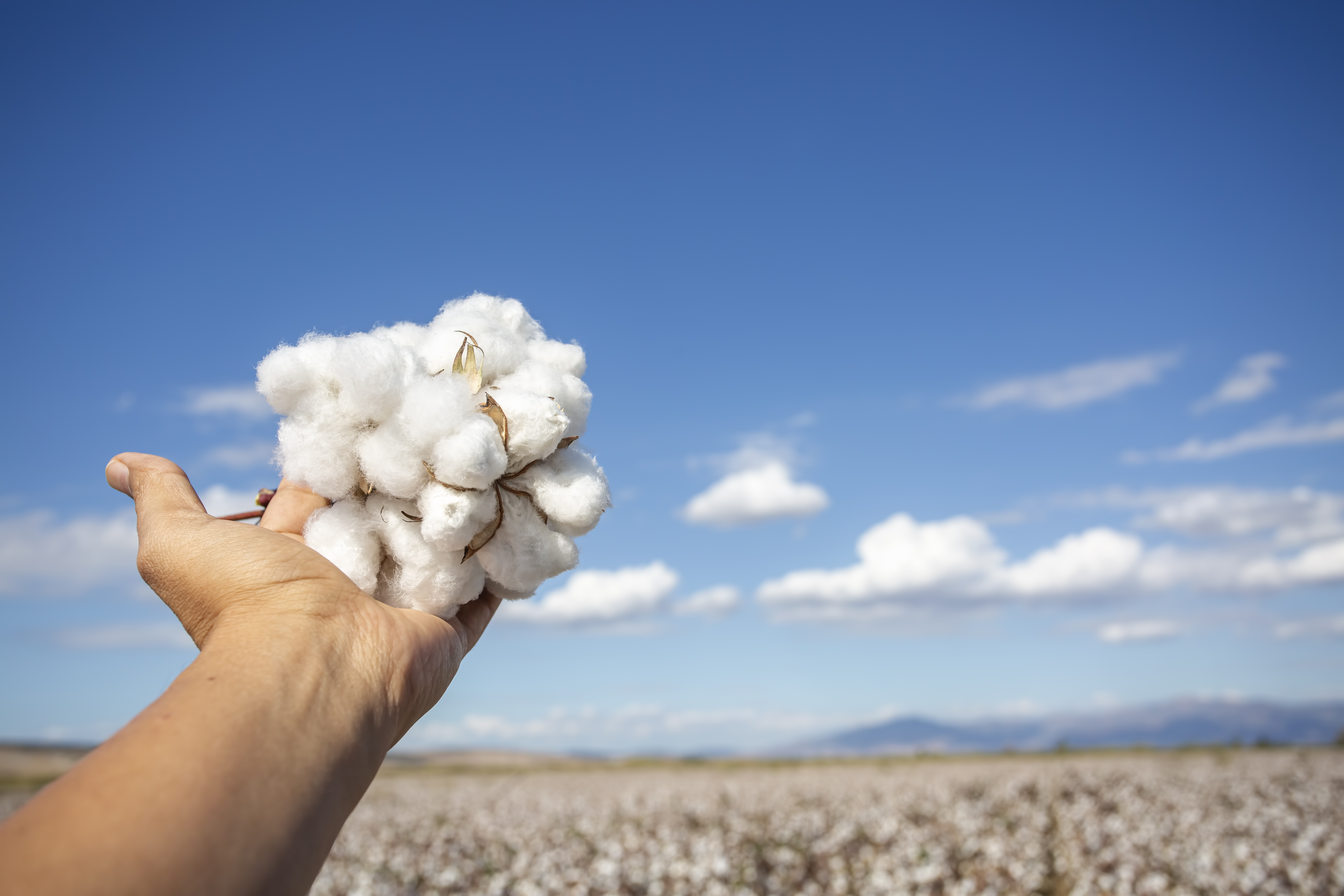 human-handed-cotton-bolls-towards-sky-cotton-field