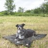PALOPA Dog Mat Alma 2025 anthracite M-L