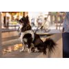 CURLI Postroj pre psov so sponou Air-Mesh Black XS, 3-5 kg