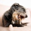 EXPLORER DOG Žuvací jelení paroh S mäkký