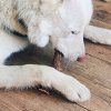EXPLORER DOG Žuvací jelení paroh S mäkký