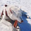 EXPLORER DOG Himalájska maškrta L