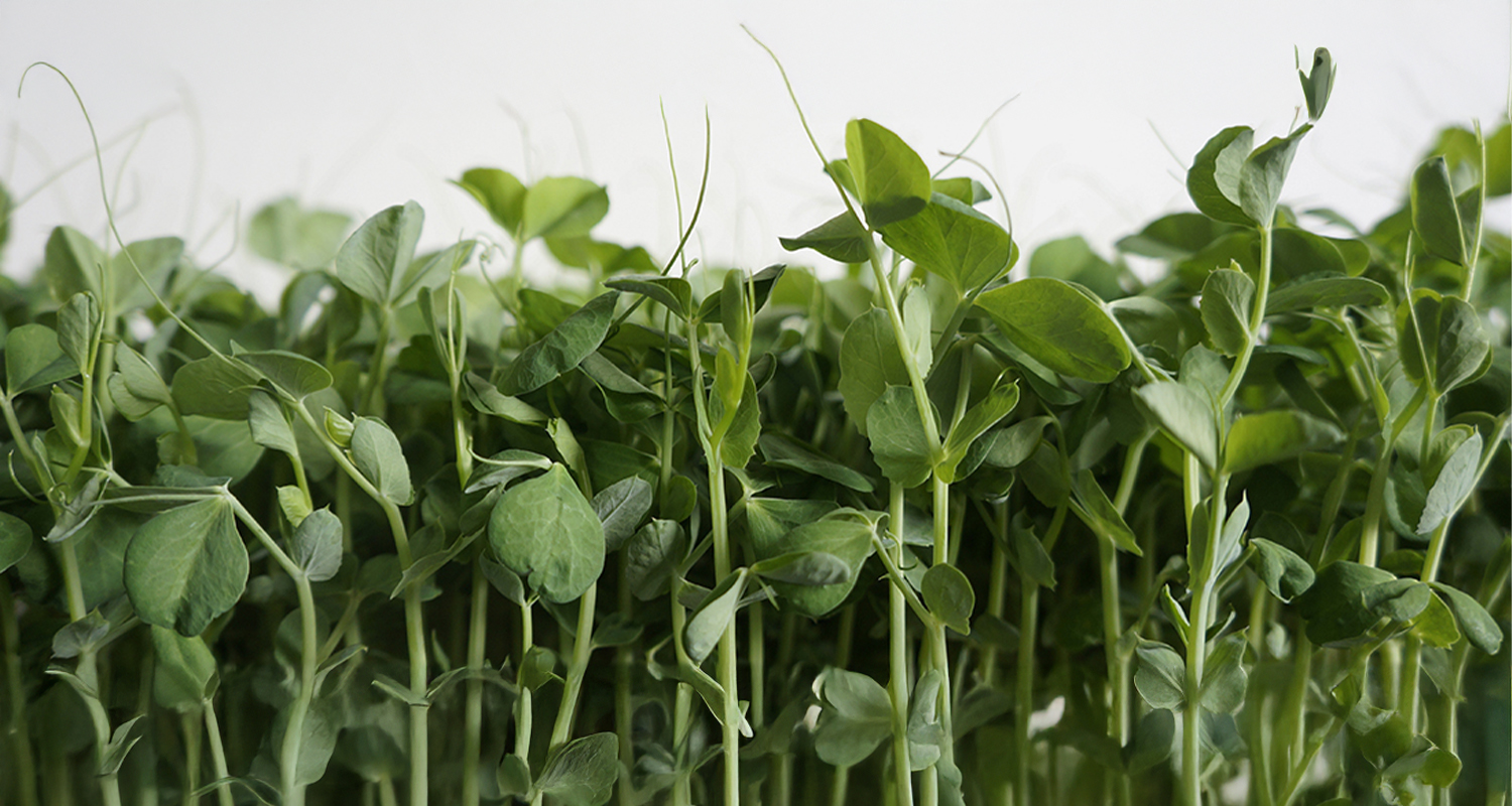 Jak pěstovat microgreens: Jednoduchý návod pro každého