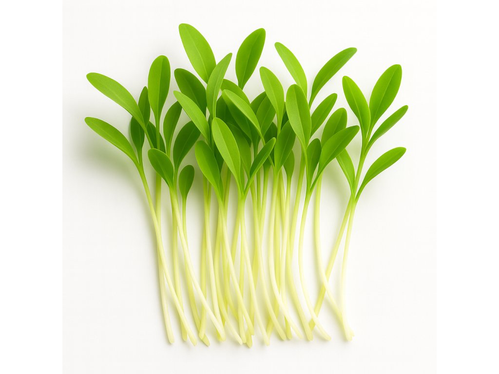 A realistic photograph of corn microgreens on a white background without visible seeds The microgreens should look fresh vibrant and detailed showcasing the small leaves and delicate stems No text or labels on th