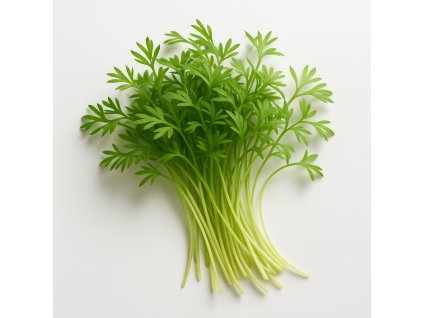 A realistic photograph of carrot microgreens on a white background The microgreens should look fresh vibrant and detailed showcasing their small delicate leaves and thin stems No text or labels on the image