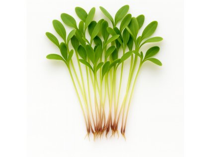 A realistic photograph of microgreens of marigold aksamitn k on a white background The microgreens should look fresh vibrant and detailed showcasing the small leaves and delicate stems No text or labels on the im