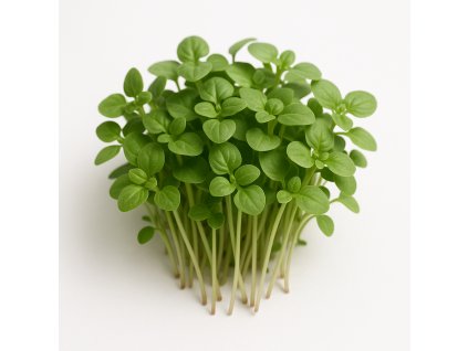 A realistic photograph of basil microgreens on a white background The microgreens should look fresh vibrant and detailed showcasing the small leaves and delicate stems No text or labels on the image