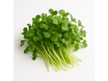 A realistic photograph of turnip microgreens on a white background The microgreens should look fresh vibrant and detailed showcasing the small leaves and delicate stems No text or labels on the image