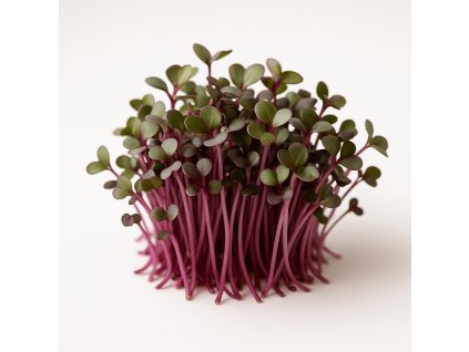 A realistic photograph of red kohlrabi microgreens on a white background The microgreens should look fresh vibrant and detailed showcasing the small leaves and delicate stems No text or labels on the image