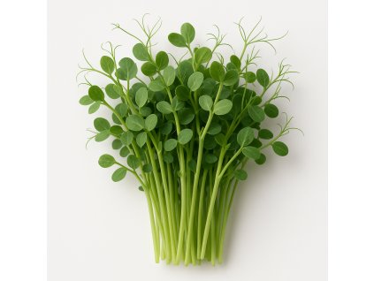 A realistic photograph of pea Taiga variety microgreens on a white background The microgreens should look fresh vibrant and detailed showcasing the small leaves and delicate stems No text or labels on the image