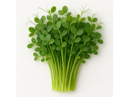 A realistic photograph of pea Salad variety microgreens on a white background The microgreens should look fresh vibrant and detailed showcasing the small leaves and delicate stems No text or labels on the image