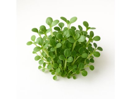 A realistic photograph of white Pak Choi Bok Choy microgreens on a white background The microgreens should look fresh vibrant and detailed showcasing the small leaves and delicate stems No text or labels on the i