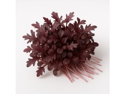 A realistic photograph of red Mizuna microgreens on a white background The microgreens should look fresh vibrant and detailed showcasing the small leaves and delicate stems No text or labels on the image