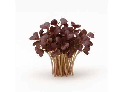 A realistic photograph of mustard Red Git variety microgreens on a white background The microgreens should look fresh vibrant and detailed showcasing small slightly reddish leaves and delicate stems No text or la