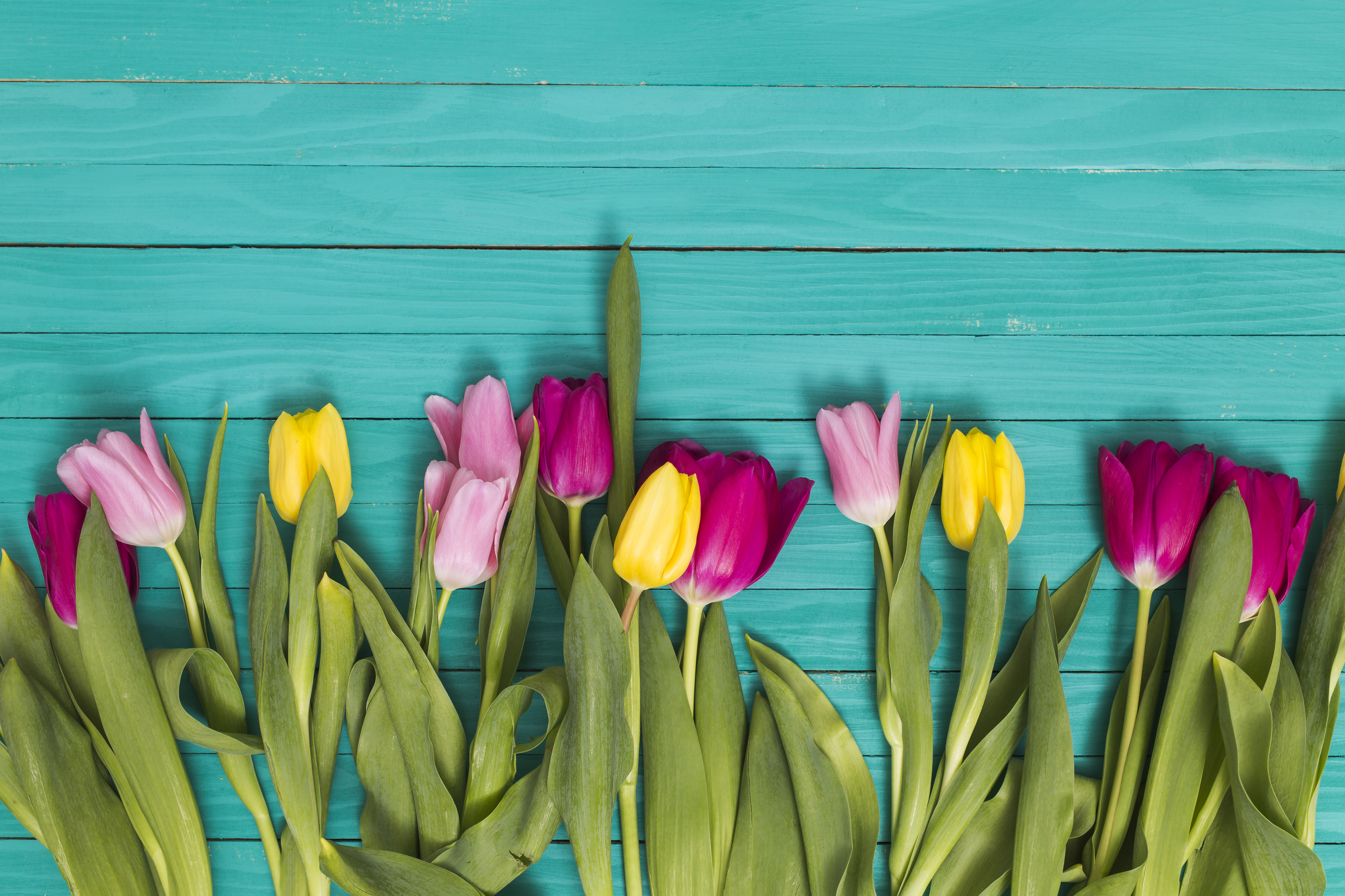 colorful-tulip-flowers-arranged-bottom-green-wooden-background