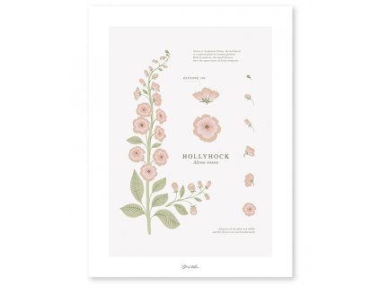 p0301 poster botanic fleurs hollyhock lilipinso