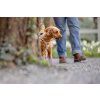 CURLI Postroj pre psov Alpine Light Gray M 6-9 kg
