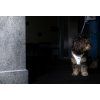 CURLI Postroj pre psov Glow Reflective Gray M, 6-9 kg