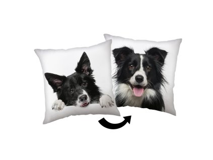 border kolie polstarek