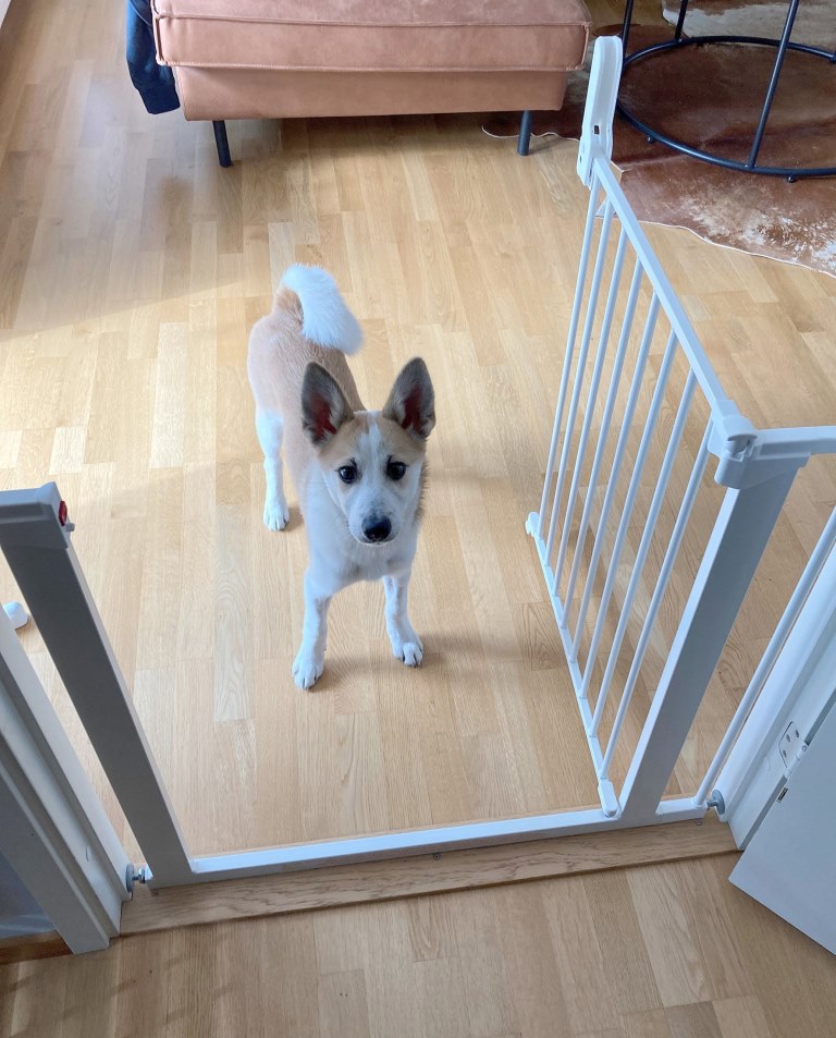 DogSpace DogSpace Lassie tlaková branka pro pejsky, 73-80 cm bílá" "Barva:bílé|Typ:zábrany|