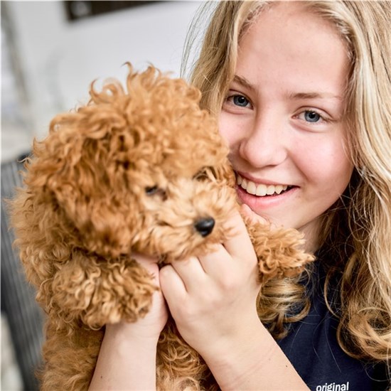 DogSpace DogSpace Max L prostorová zábrana, kovová, černá" "Barva:černé|Typ:zábrany|Výrobce:BabyDan|Značka:Babydan|