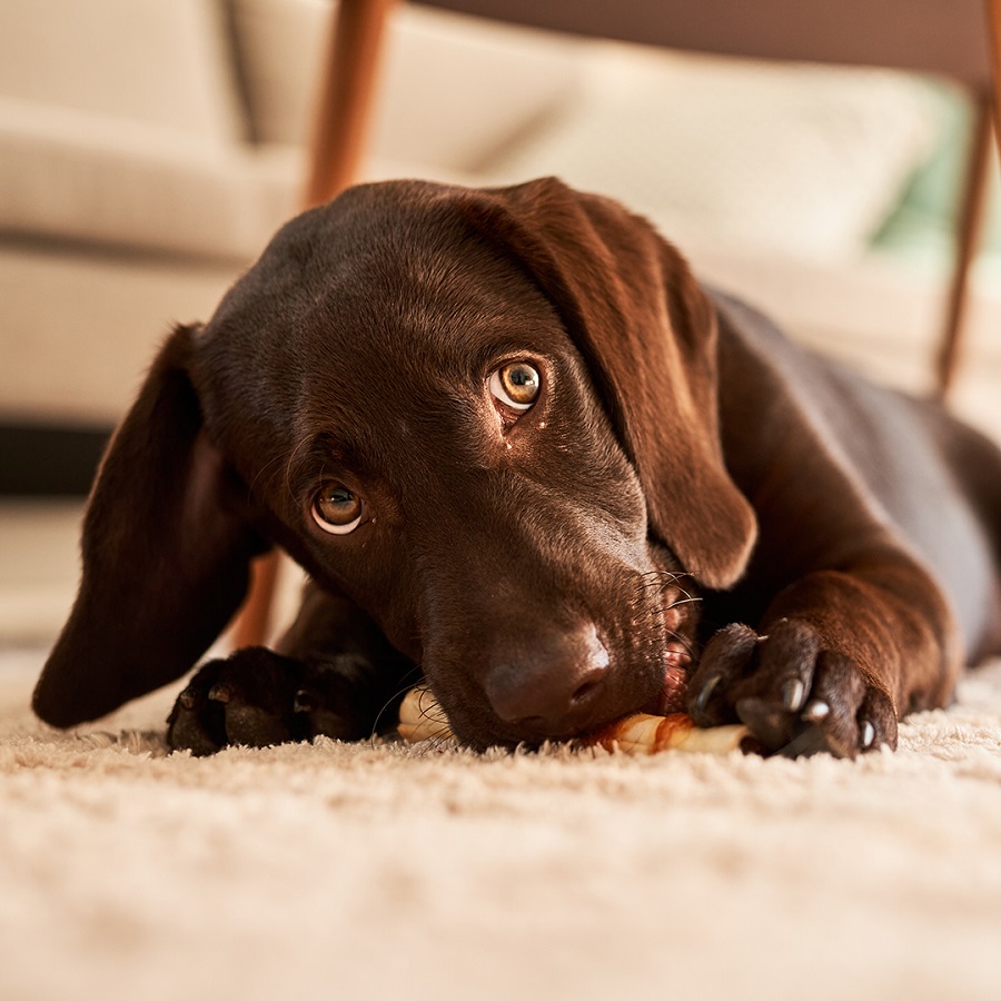 Baby Dan BabyDan Prostorová zábrana pro pejsky Pet Flex L, kovová, černá" "Barva:černé|Typ:zábrany|Výrobce:BabyDan|Značka:Baby Dan|
