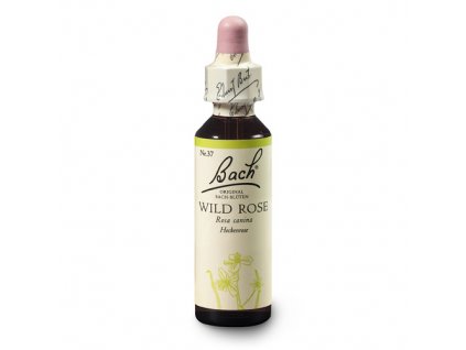 wild rose new