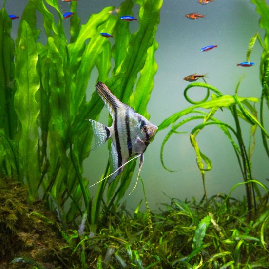 Bakterie do akvária