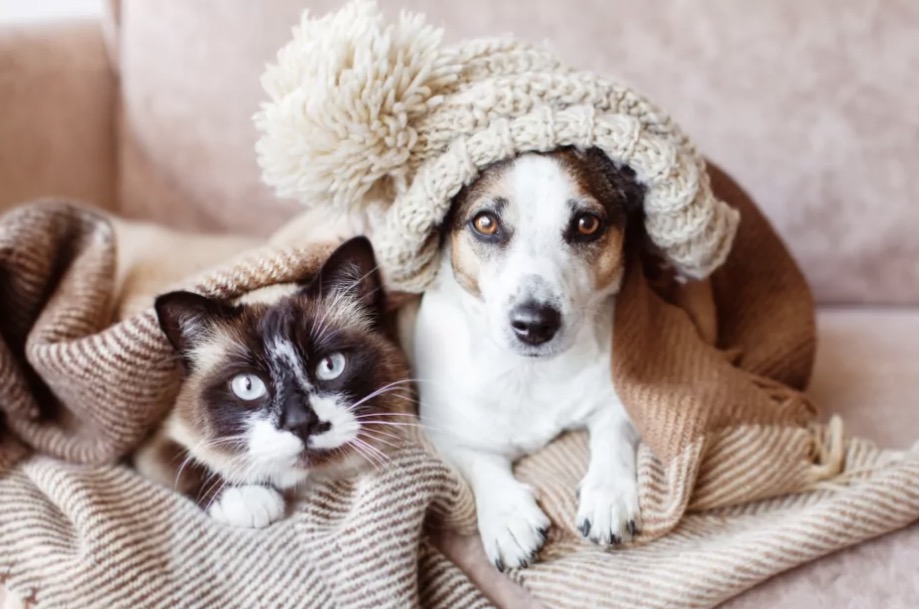 Keď láska má labky