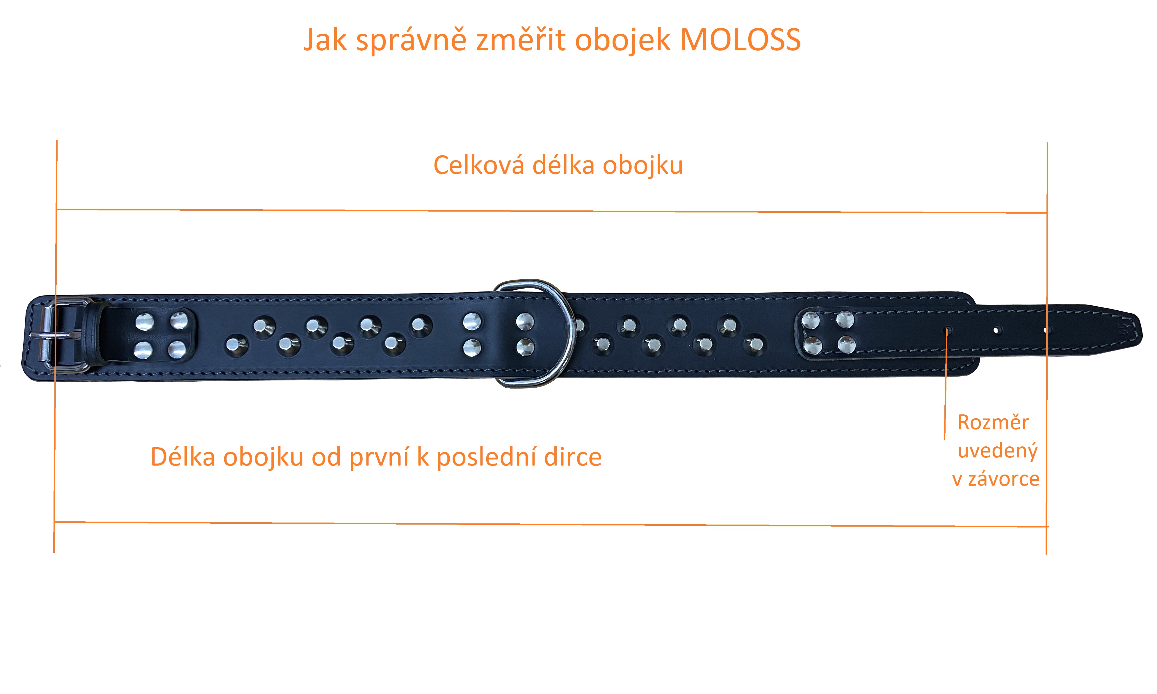 BAFPET Kožený obojek MOLOSS, zdobený kužely 2ř. Barva: Černá, Rozměr: 50mm x 70cm /65-71/ 08113