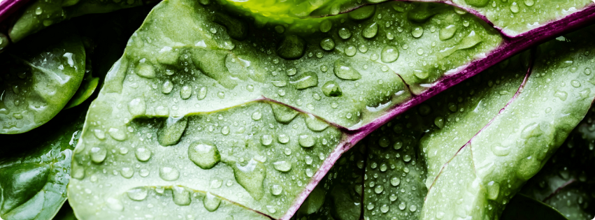 Hořčík v potravinách : Kompletní průvodce pro zdraví žen