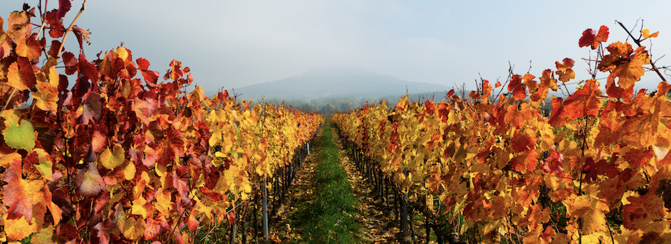 Jak v říjnu podpořit svůj cyklus a celkové zdraví pomocí stravy?