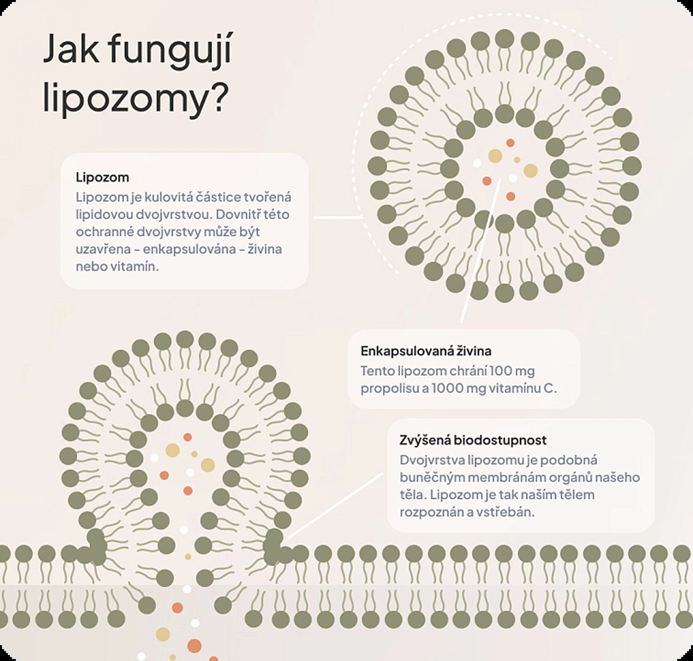 Jak fungují lipozomy