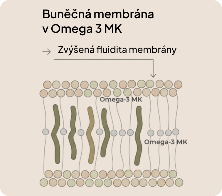 Buněčná membrána a omega-3 mastné kyseliny