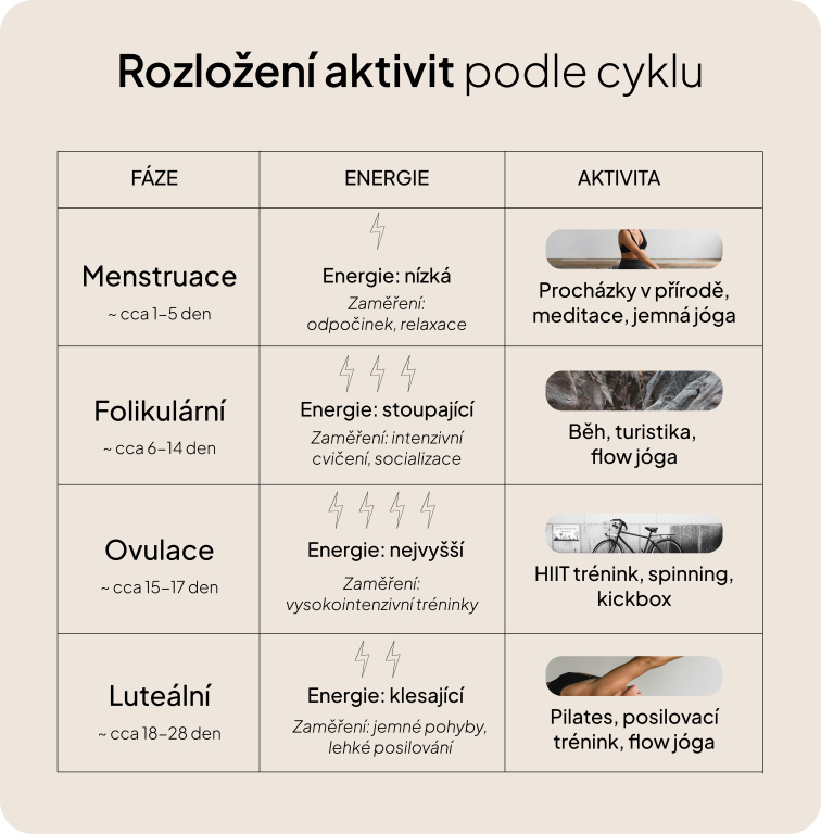 Aktivity dle fáze cyklu
