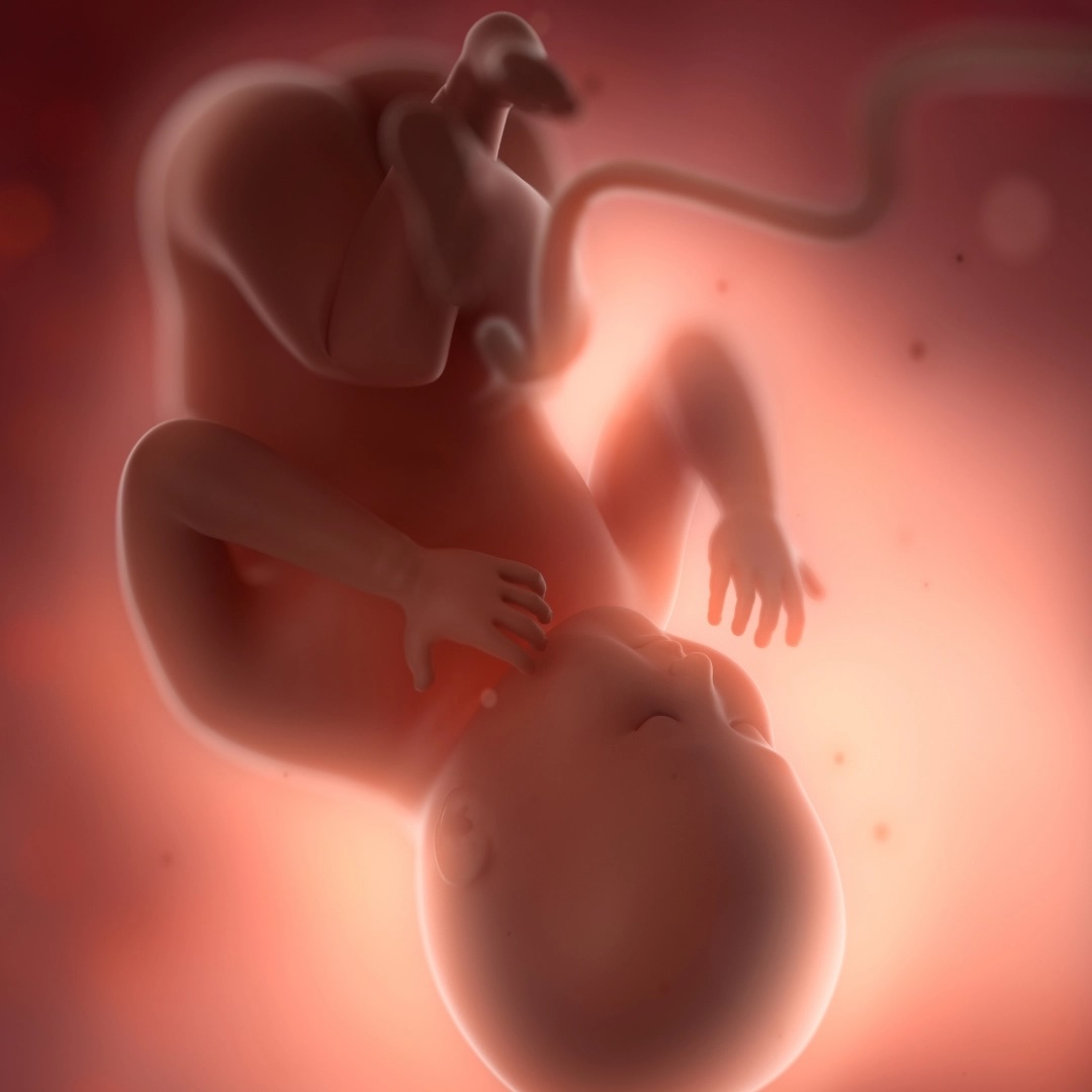 Mechanismy působení stresu během těhotenství