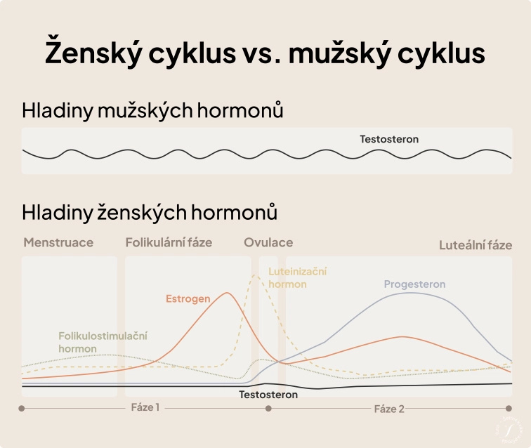 Ženská biologie a cyklické fáze