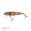 540026 Dundee 13 5cm 1m SP Spotted Bullhead